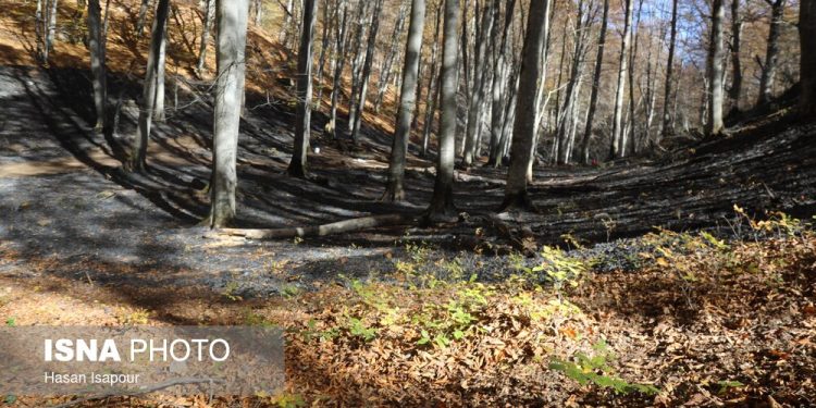 دستور شبانه دادستان آمل برای ممنوعیت اقامت شبانه گردشگران در جنگل‌ها
