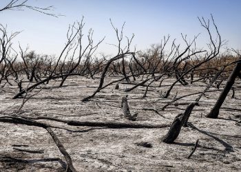 دستور قضایی برای شناسایی عاملان آتش‌سوزی جنگل‌های چالوس صادر شد