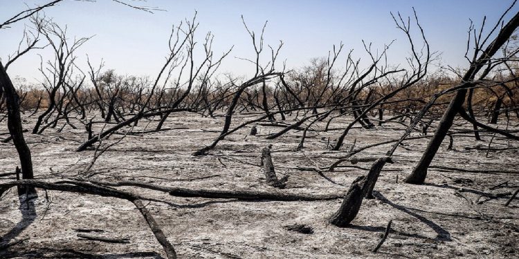 دستور قضایی برای شناسایی عاملان آتش‌سوزی جنگل‌های چالوس صادر شد