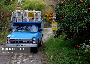 رؤیای دلارهای رنگی در سایه چالش‌های دیرینه باغداری مازندران