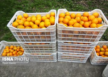 راه نجات پرتقال مازندران؛ از سورتینگ و برندینگ تا فروش مستقیم