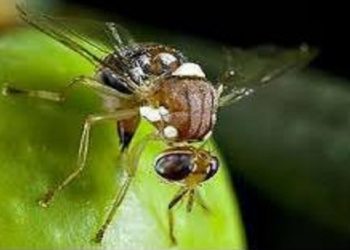 رد پرواز مگس مدیترانه‌ای در باغات بابل