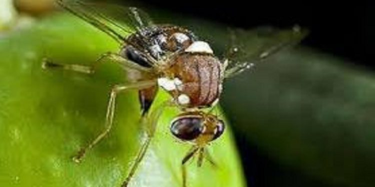 رد پرواز مگس مدیترانه‌ای در باغات بابل