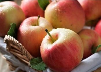 رونق باغ‌های سیب نور؛ معیشت ۴۸۰ خانوار در گردش چرخه برداشت