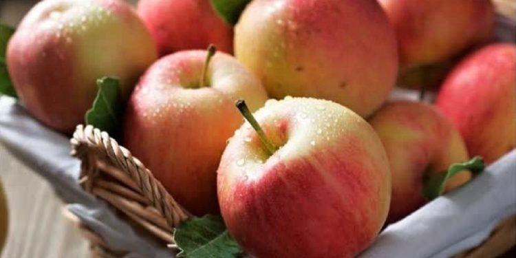 رونق باغ‌های سیب نور؛ معیشت ۴۸۰ خانوار در گردش چرخه برداشت