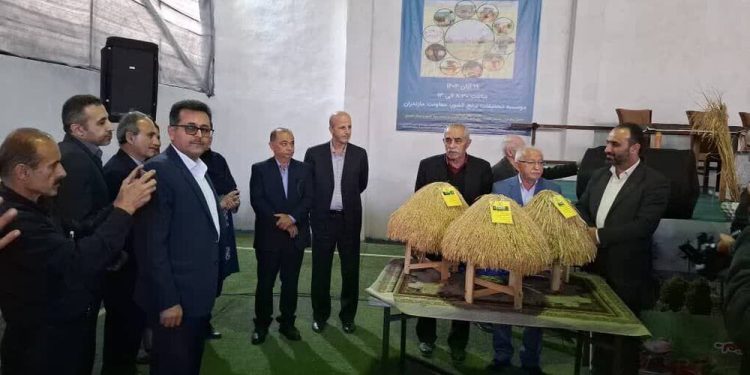 رونمایی از سه بذر جدید برنج در آمل
