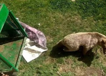 زنده گیری خرس مهاجم در بابل + فیلم