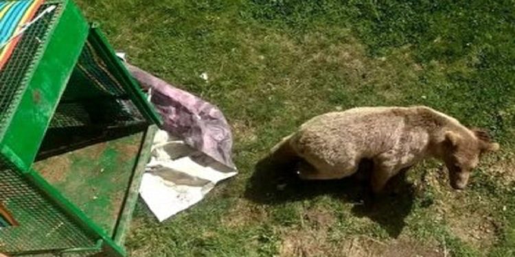 زنده گیری خرس مهاجم در بابل + فیلم