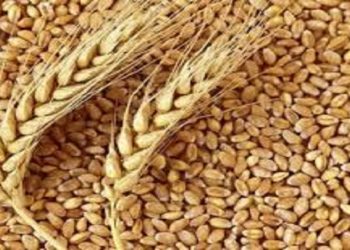 شروع کشت گندم پاییزه با استقبال گسترده کشاورزان