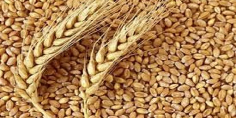شروع کشت گندم پاییزه با استقبال گسترده کشاورزان