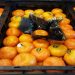 طعم شیرین میوه های مازندران زیر دندان خارجی ها