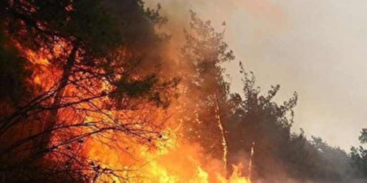 عملیات گسترده مهار آتش در جنگل الیت