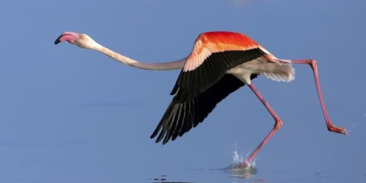 قابی از حرکت فلامینگو‌ در میانکاله