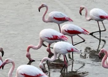 قابی زیبا از فلامینگو‌های میانکاله