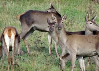 قابی زیبا از گوزن قرمز