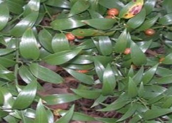 قاچاق چلم جنگلی در سوادکوه؛ قاچاقچی محکوم شد