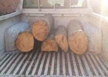 قاچاقچی سابقه دار جنگل گلوگاه دستگیر شد