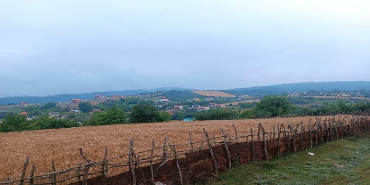 مازندران ؛ تشنه باران