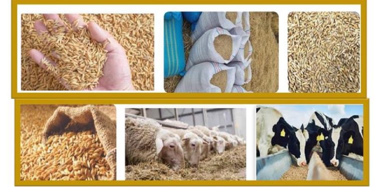 محکومیت فروشنده خوراک دام متقلب