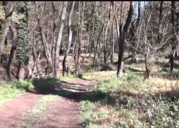 ورود میدانی دادگستری مازندران به ادعای مربوط به ساخت و ساز غیرمجاز در جنگل‌های هیرکانی بابل