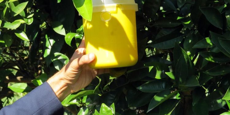 کاهش آفت مگس میوه مدیترانه‌ای در باغات بابل