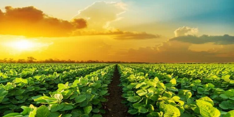 کشت سویا در کسلیان سوادکوه پس از وقفه‌ای ۲۰ ساله