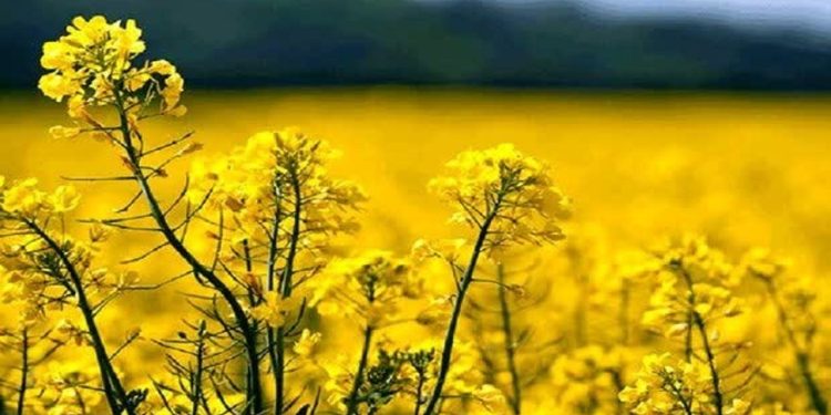 کشت ۱۴۹۱ هکتار کلزا در شهرستان میاندورود