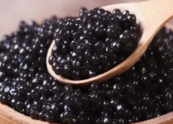 کشف ۸ کیلوگرم خاویار قاچاق در فریدونکنار و یکدستگاه موتور سیکلت سنگین در گلوگاه