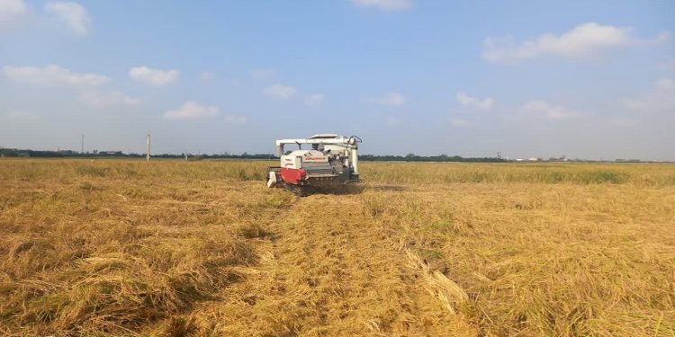 ۸۵ درصد از مزارع کشت مجدد برنج در بابل برداشت شد