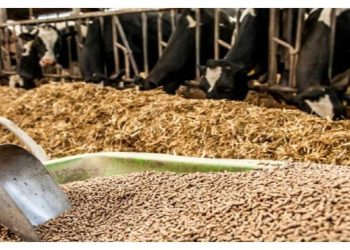 اجرای سراسری طرح پلاک‌کوبی دام برای مقابله با قاچاق و حمایت از دامداران قانونی