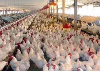احتکار ۴۰ تن مرغ زنده در ساری؛ مرغدار متخلف به جزای نقدی محکوم شد