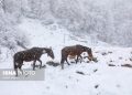 ایسنا - بارش برف زمستانی سوادکوه