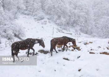 ایسنا - بارش برف زمستانی سوادکوه