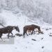 ایسنا - بارش برف زمستانی سوادکوه