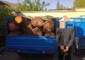 بازداشت ۴ قرقبان و نگهبان جنگل‌های مازندران بخاطر تبانی با قاچاقچیان چوب