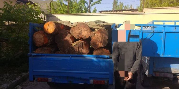 بازداشت ۴ قرقبان و نگهبان جنگل‌های مازندران بخاطر تبانی با قاچاقچیان چوب