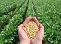 برداشت ۹۲۰ تن سویا در مزارع ساری/ عملکردی فراتر از انتظار در سال خشکسالی