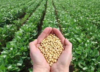 برداشت ۹۲۰ تن سویا در مزارع ساری/ عملکردی فراتر از انتظار در سال خشکسالی