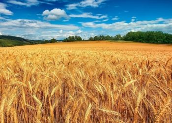 تأمین پایدار گندم در مازندران