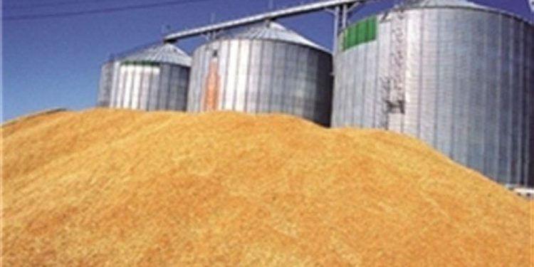 تأمین گندم کیفی مازندران در بهترین حالت