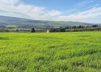 تحقق ۹۰ درصدی برنامه کشت گندم در ساری با وجود پاییز کم‌بارش