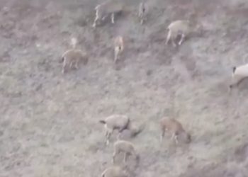 تصاویری زیبا از کل و بز وحشی + فیلم