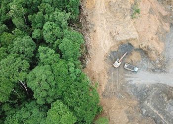 جنگل‌داری روی کاغذ، جنگل‌خواری در اجرا!