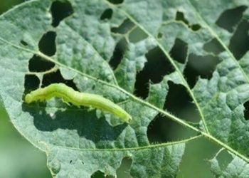 خطر نابودی مزارع توسط آفت برگ‌ خوار پاییزه/ ۱۶ استان درگیر آفت شدند