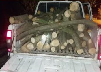 دستگیری قاچاقچی حرفه‌ای و سابقه دار چوب در گلوگاه