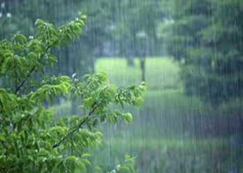 رئیس منابع طبیعی سوادکوه: بارش‌های اخیر برای حفظ جنگل‌های هیرکانی کافی نیست