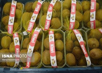 سرپرست جهاد کشاورزی استان: بالغ بر ۱۵ هزارتن کیوی مازندران به خارج از کشور صادر شد