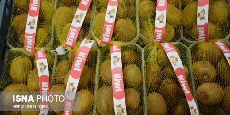 سرپرست جهاد کشاورزی استان: بالغ بر ۱۵ هزارتن کیوی مازندران به خارج از کشور صادر شد