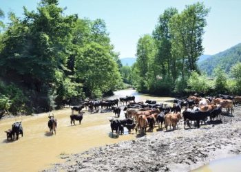 سوادکوه شمالی، ظرفیت تولیدات دامی و زراعی با ۱۰ هزار بهره‌بردار