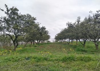 شناسنامه‌دار شدن ۲۱۲ هکتار از باغات سوادکوه شمالی